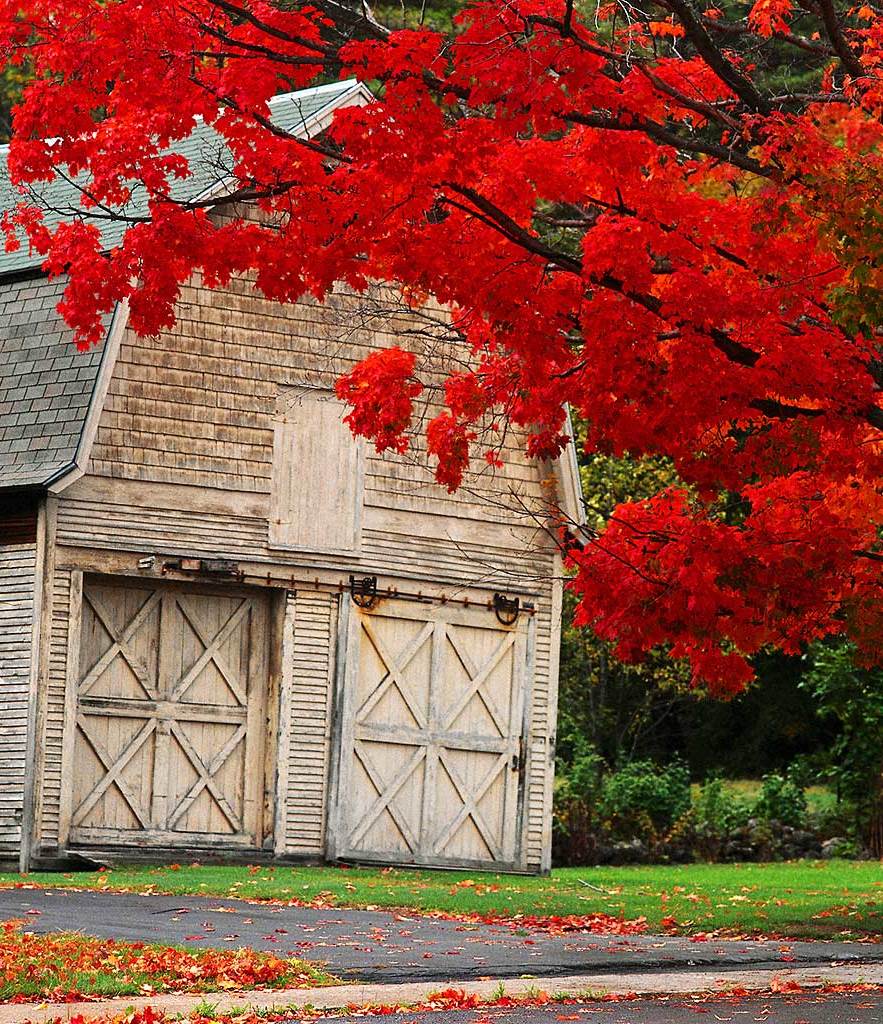 " The old barn sees another autumn "  🍁🍂