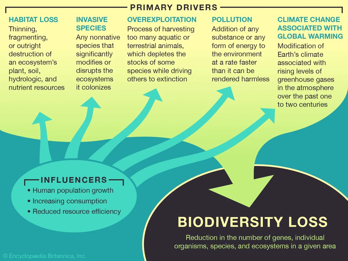 UNBiodiversity's tweet photo. 🌿🌎 #BiodiversityLoss is a pressing issue we can't afford to ignore. 🌍🌿

The main culprits:
📈 Rapid human population growth
🍔 rising consumption in pursuit of affluence
🔄 resource inefficiency.

Image source: Encyclopædia Britannica, Inc. https://t.co/N696GW9PPZ