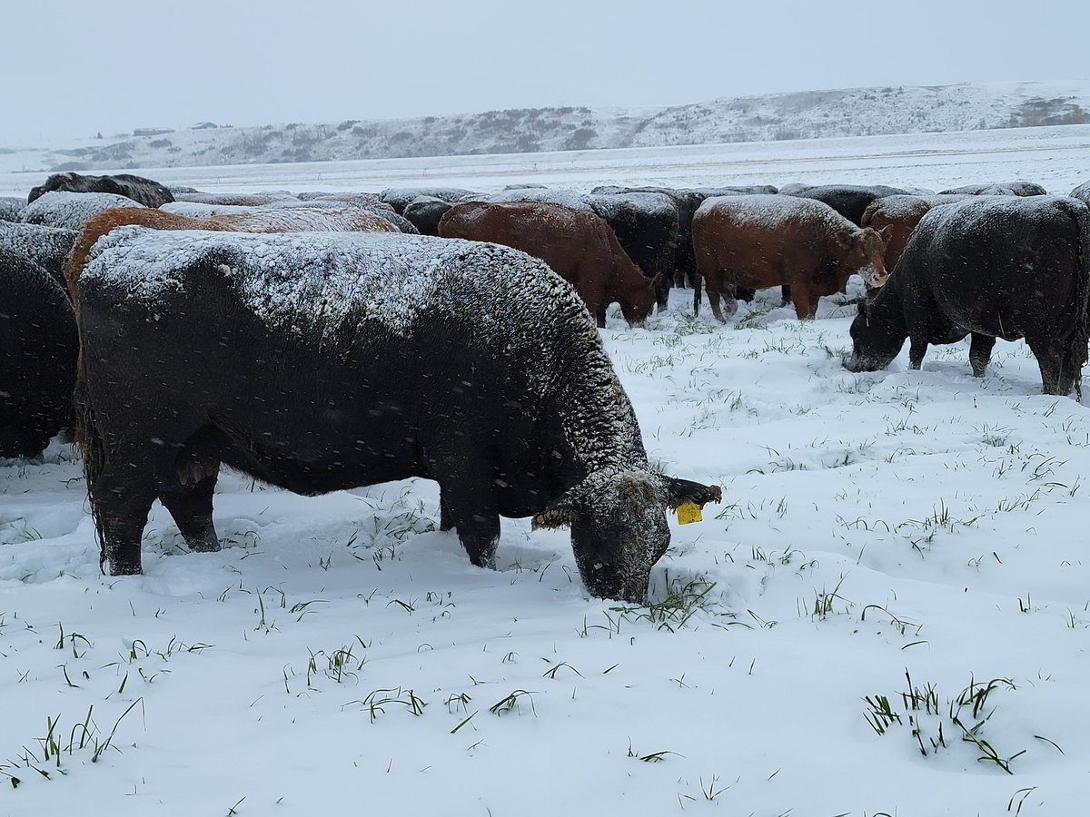 Darin Malmberg (@darinmalmberg) on Twitter photo Cows going into winter in fantastic shape, still chewing on Italian Ryegrass. <a href="/UnionForage/">Union Forage</a> #AlbertaBeef Cows going into winter in fantastic shape, still chewing on Italian Ryegrass. <a href="/UnionForage/">Union Forage</a> #AlbertaBeef