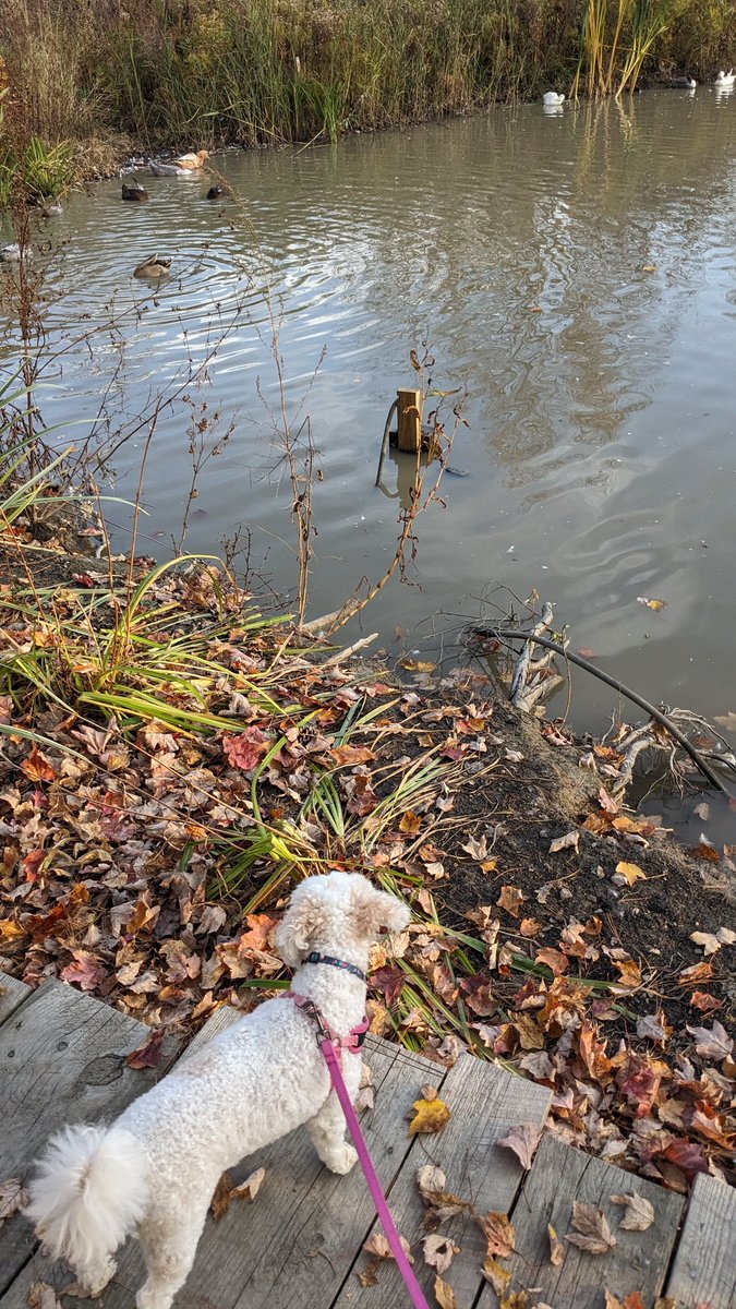 Just watching the ducks 🦆