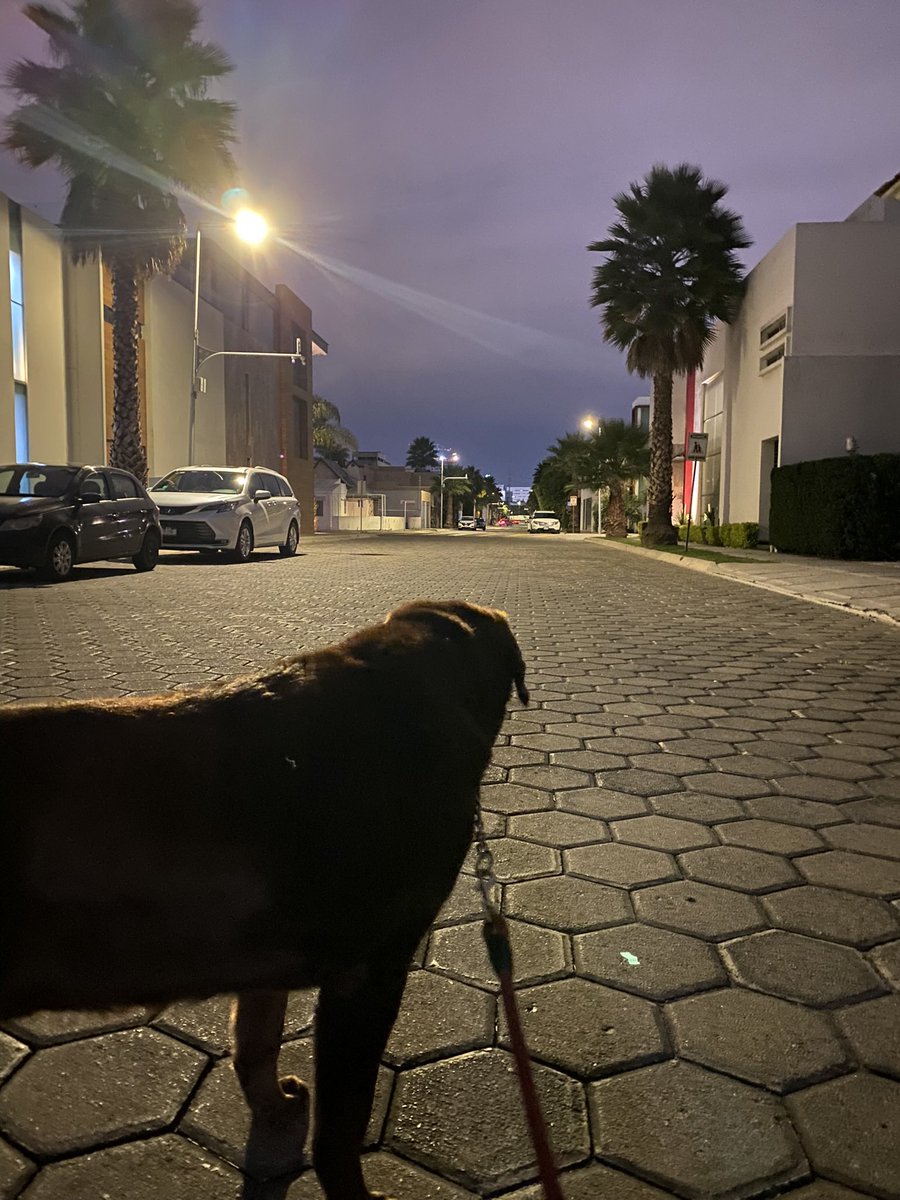 PelaezFran's tweet photo. Hasta siempre mi bestia favorita. 🤍🐻🐶 https://t.co/yjWdGF1GoR