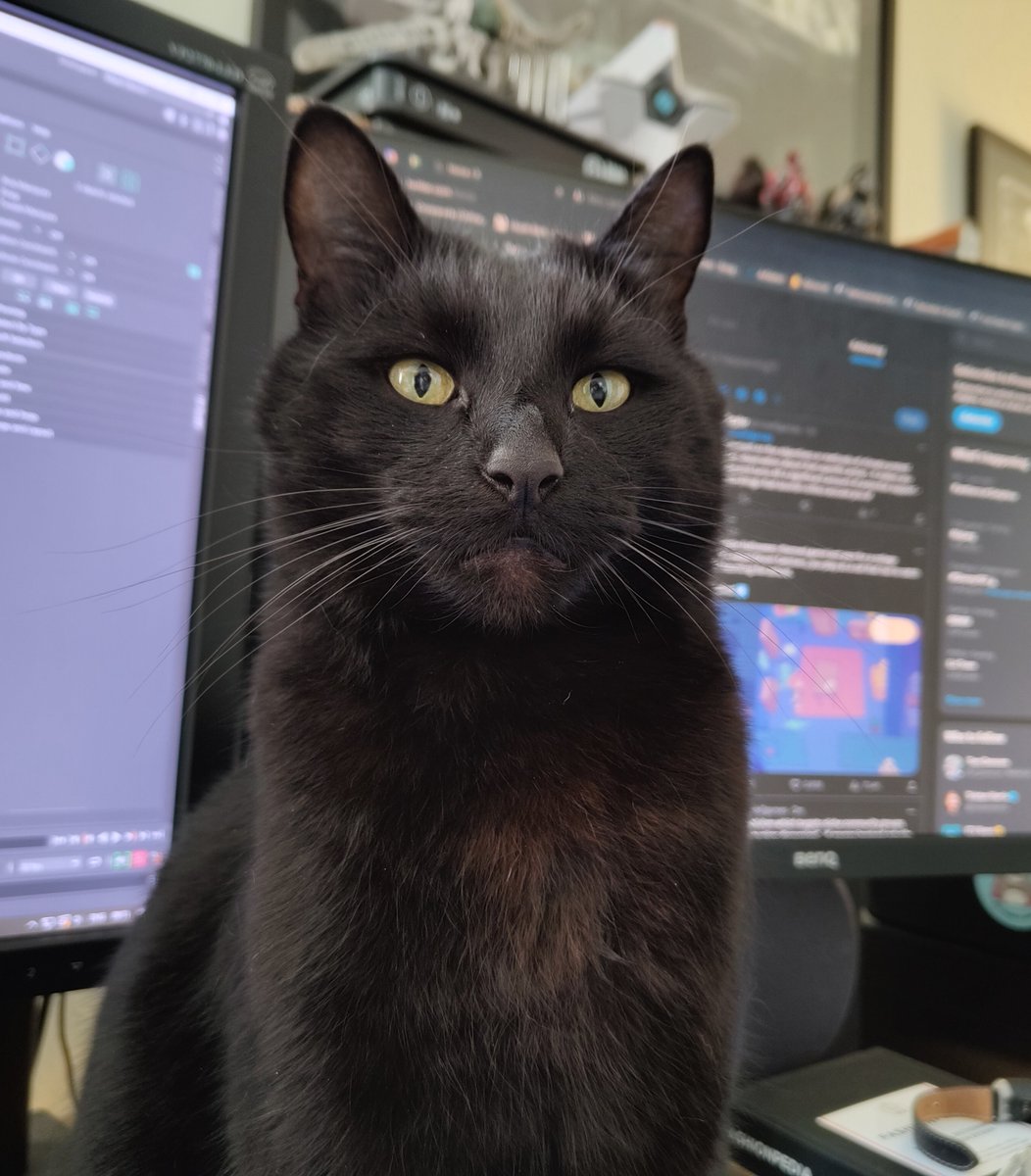 HanPayne's tweet photo. I didn't realise it was national black cat day! Sorry Billy, didn't even get you a card https://t.co/uXTwepkYaT