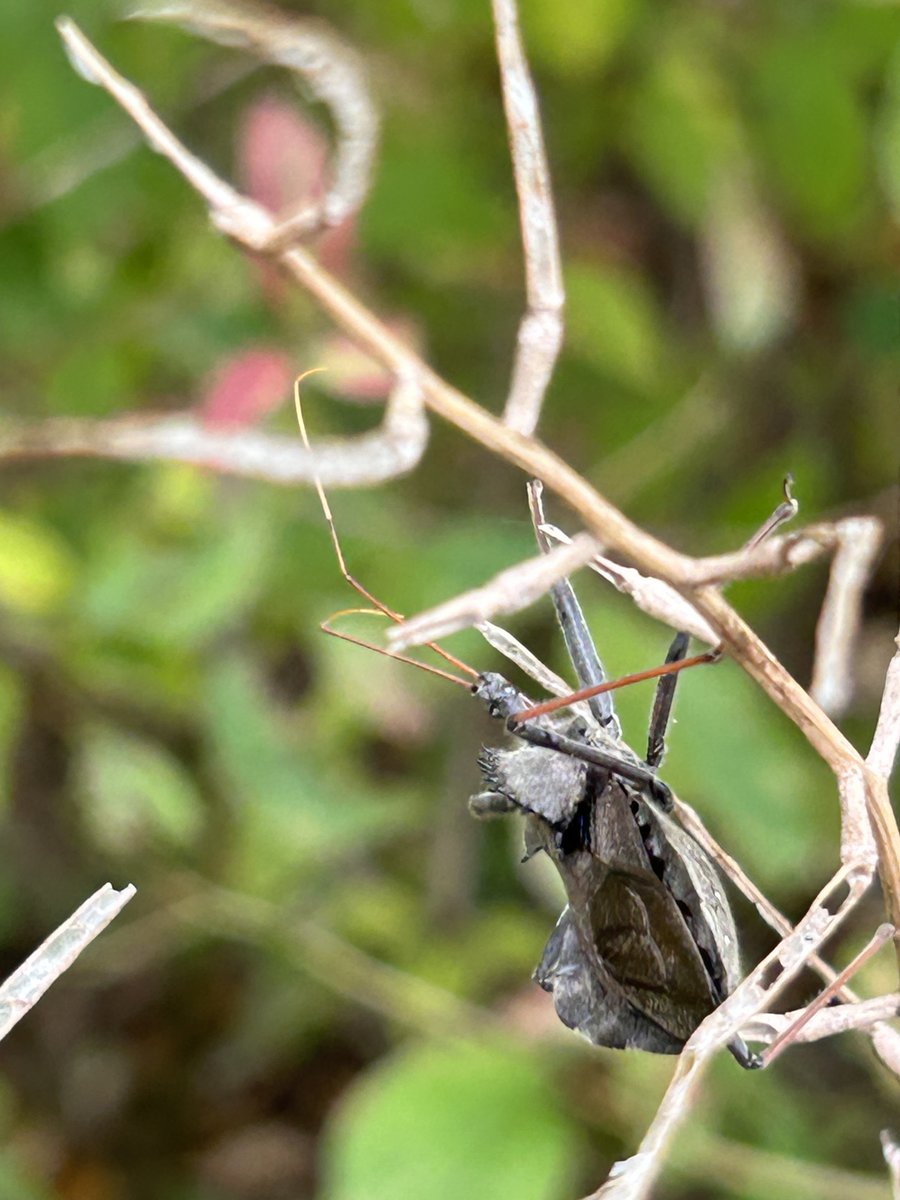 Raging_Axolotls's tweet photo. More pic I snapped of the wheel bug!