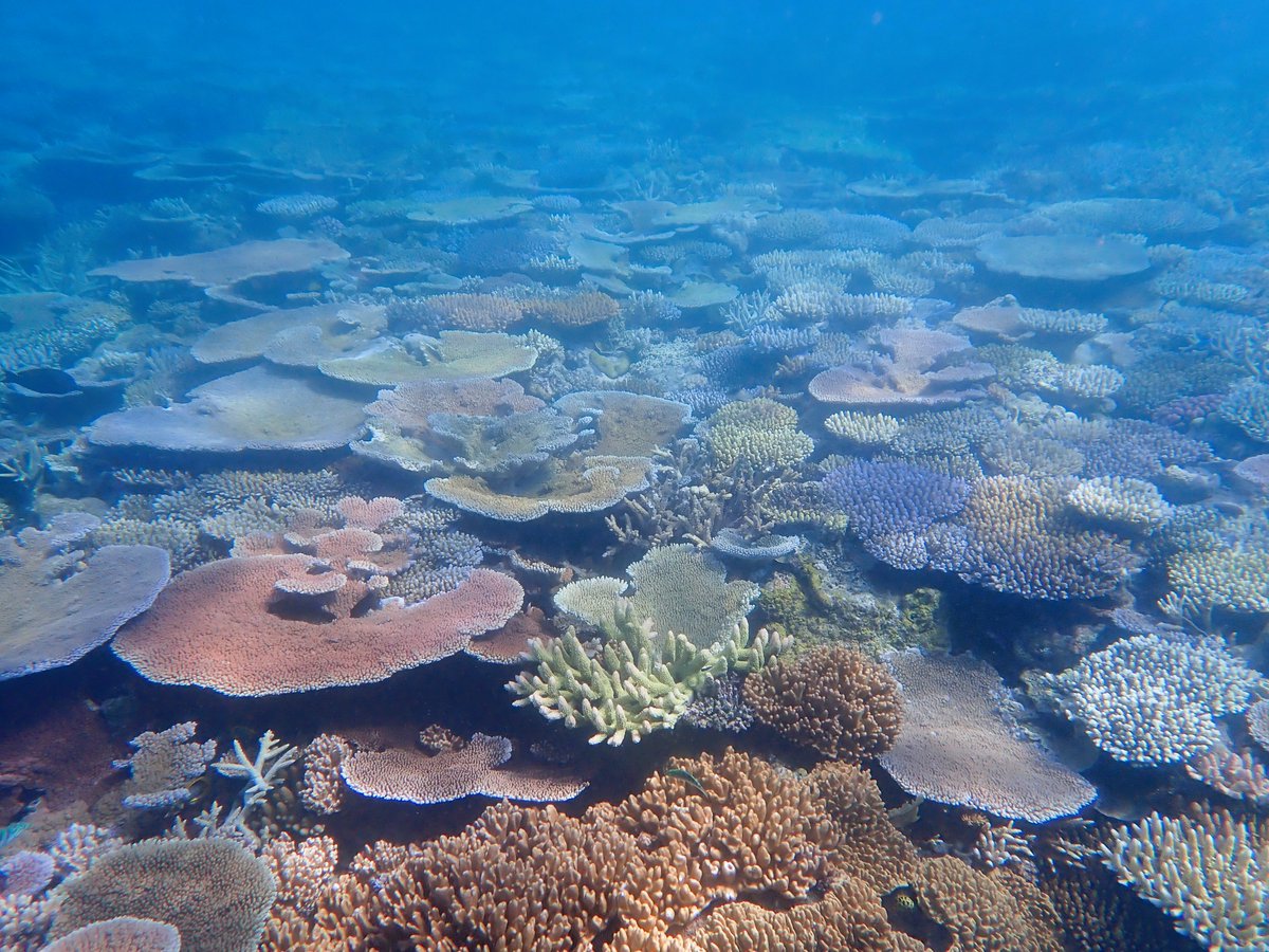 Joseph DiBattista (@joey_squishfish) on Twitter photo Fair weather days exploring reefs nearby Lizard Island on the <a href="/CoralExpedition/">CoralExpeditions</a> citizen science cruise. All guests explored a few different tools, including <a href="/inaturalist/">iNaturalist</a> and <a href="/Coral_Watch/">CoralWatch</a> to assess biodiversity and coral health. At some locations, coral cover was off the chain! Fair weather days exploring reefs nearby Lizard Island on the <a href="/CoralExpedition/">CoralExpeditions</a> citizen science cruise. All guests explored a few different tools, including <a href="/inaturalist/">iNaturalist</a> and <a href="/Coral_Watch/">CoralWatch</a> to assess biodiversity and coral health. At some locations, coral cover was off the chain!