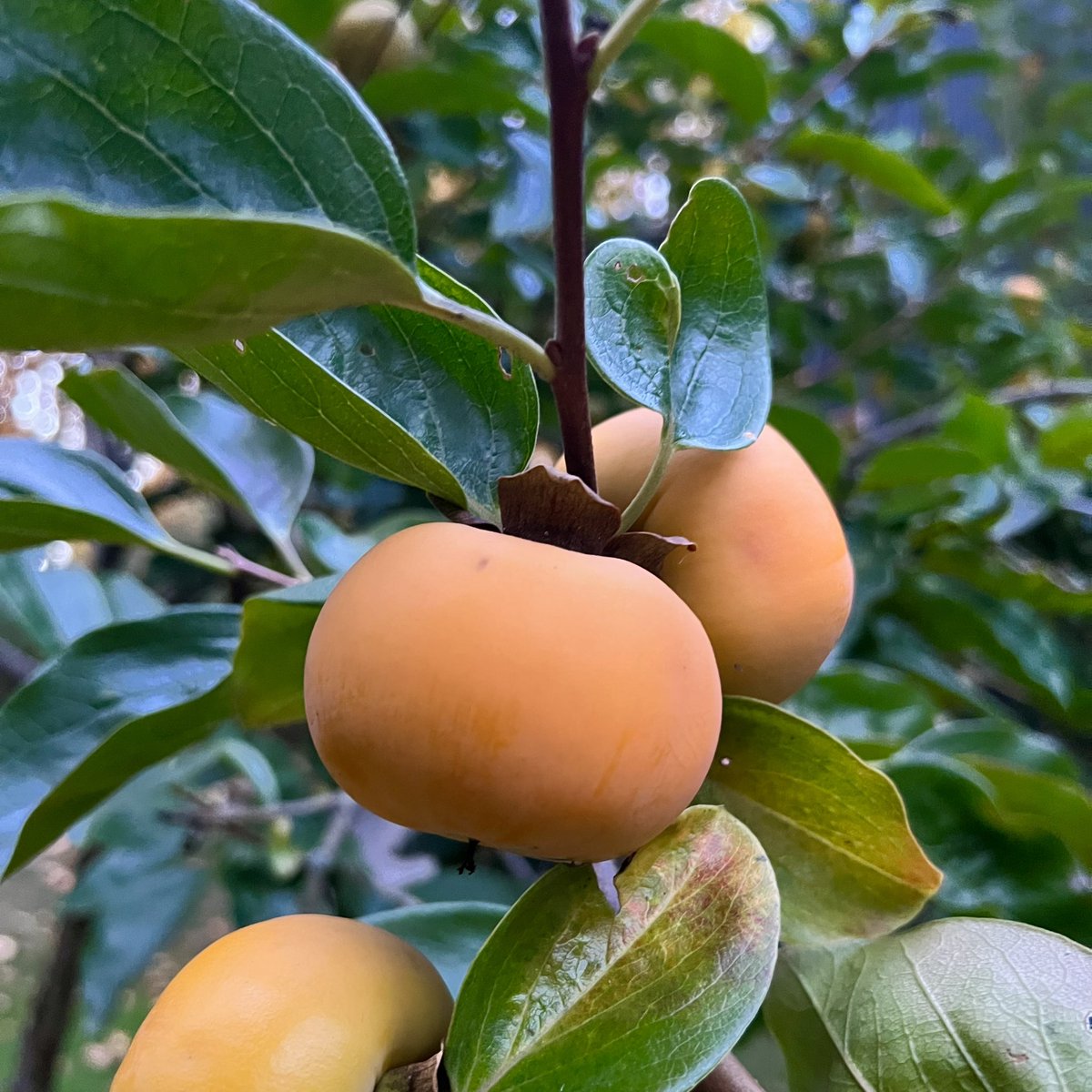in an effort to savor the bright spots in very dark times: persimmon update.