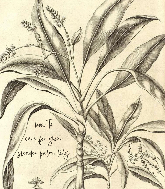 transtrucy's tweet photo. how to care for your slender palm lily 

🌱 word count: 
🌱 #AceAttorney #TrucyWright #PhoenixWright

trucy has been adopted by phoenix wright. now, it's just time to meet everyone else https://t.co/seFkB58eWK https://t.co/xGjw29OF6q