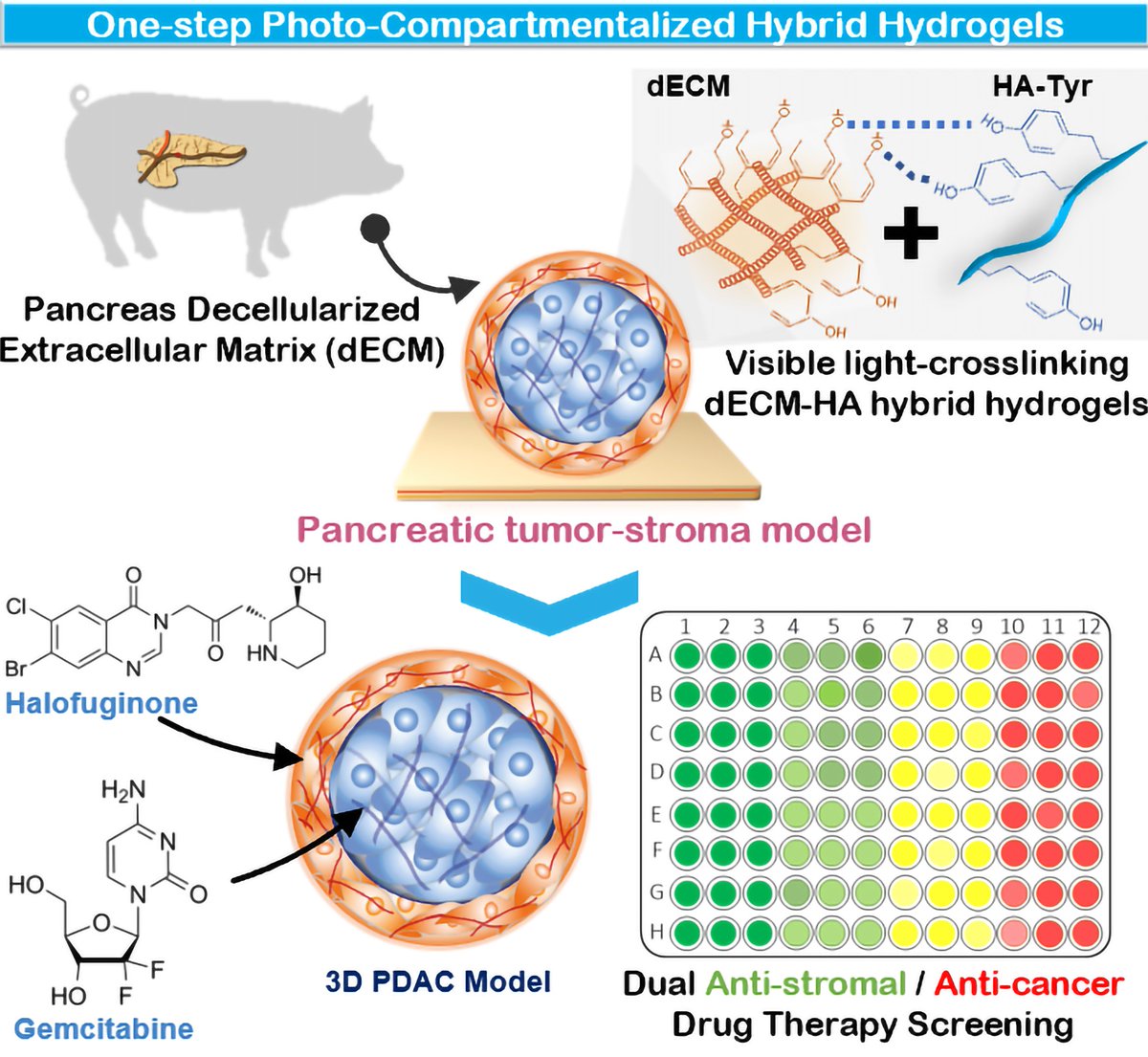 🗞️🆕Very hapy to share our recent work on Photo‐Compartmentalized Decellularized Matrix‐Hyaluronan Hybrid Units for Pancreatic Tumor‐Stroma Modeling 🔬🧫 @m_monteiro_97 @joaofmano @COMPASS_RG @ciceco_ua @UnivAveiro @AdvSciNews 📰👉shorturl.at/DSWZ9