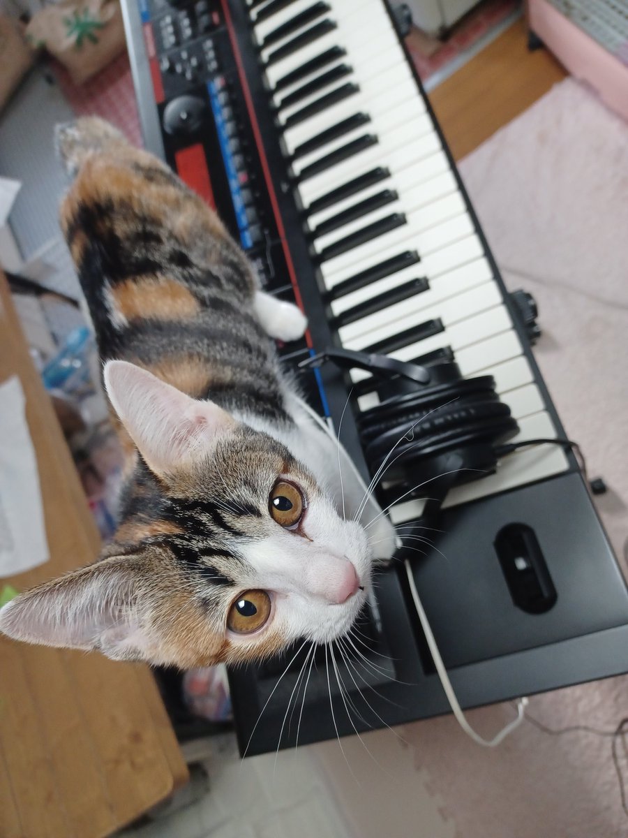 take69music's tweet photo. 今日は日進月歩のライブ！
朝練中にちょいちょいかわいらしい邪魔がww🐈️ https://t.co/VNYwqMIbGv