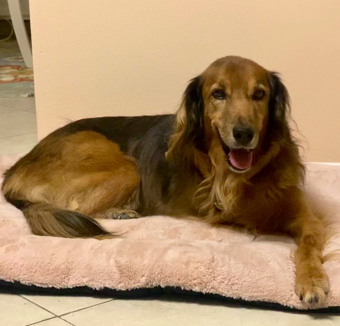 Why do dog beds always look so much more comfortable than human furniture? https://t.co/f1Gkh8v489<a href="/tag/jordancon"class="tags"><span>#jordancon</span></a><a href="/tag/jordancon2024"class="tags"><span>#jordancon2024</span></a>