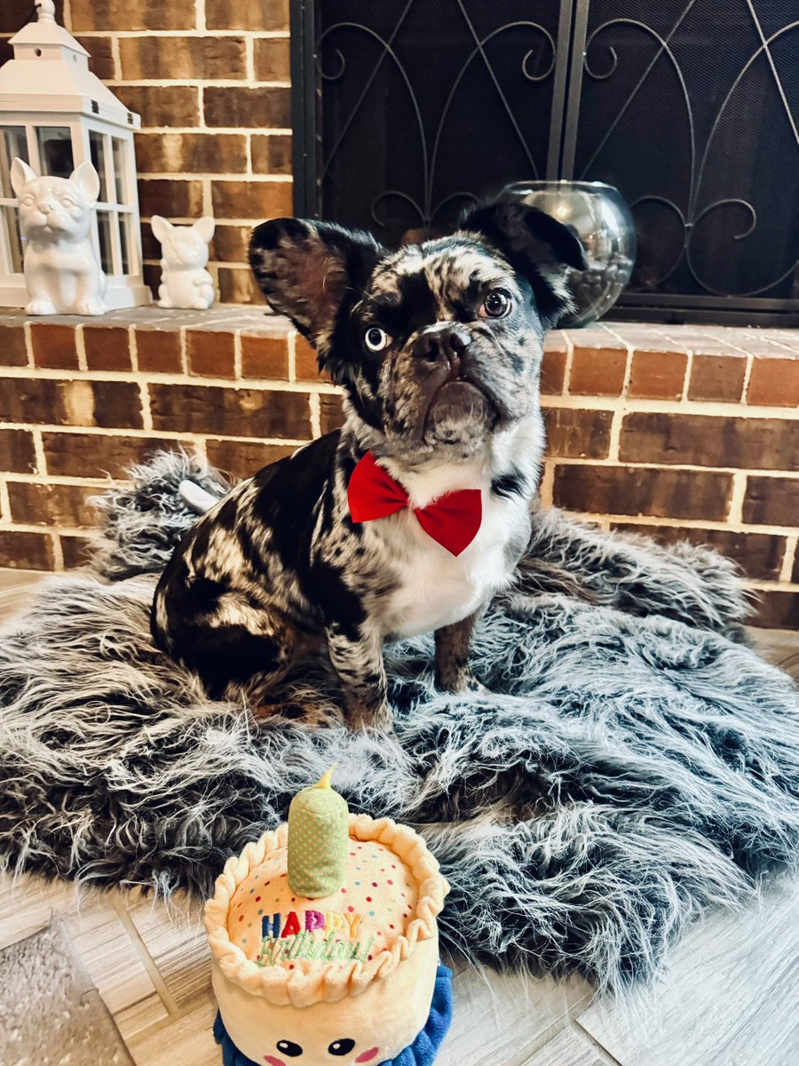 latte_bella's tweet photo. Guess who turned 1 today? Our Bowie boy did! Please wish him a happy birthday ๐๐ We have 2 October Frenchies ๐ฅฐ
#frenchie #frenchbulldog #frenchiepuppy #fluffyfrenchie #trimerle #trimerlebully #frenchierescue https://t.co/VCDvAVqZRH