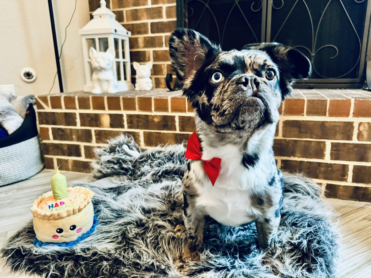 latte_bella's tweet photo. Guess who turned 1 today? Our Bowie boy did! Please wish him a happy birthday ๐๐ We have 2 October Frenchies ๐ฅฐ
#frenchie #frenchbulldog #frenchiepuppy #fluffyfrenchie #trimerle #trimerlebully #frenchierescue https://t.co/VCDvAVqZRH