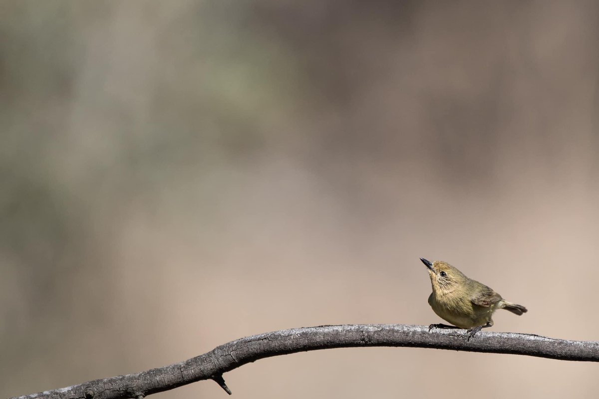 SigdenC's tweet photo. A very little thornbill in a very big world #WildOz https://t.co/XLIEjki7gh