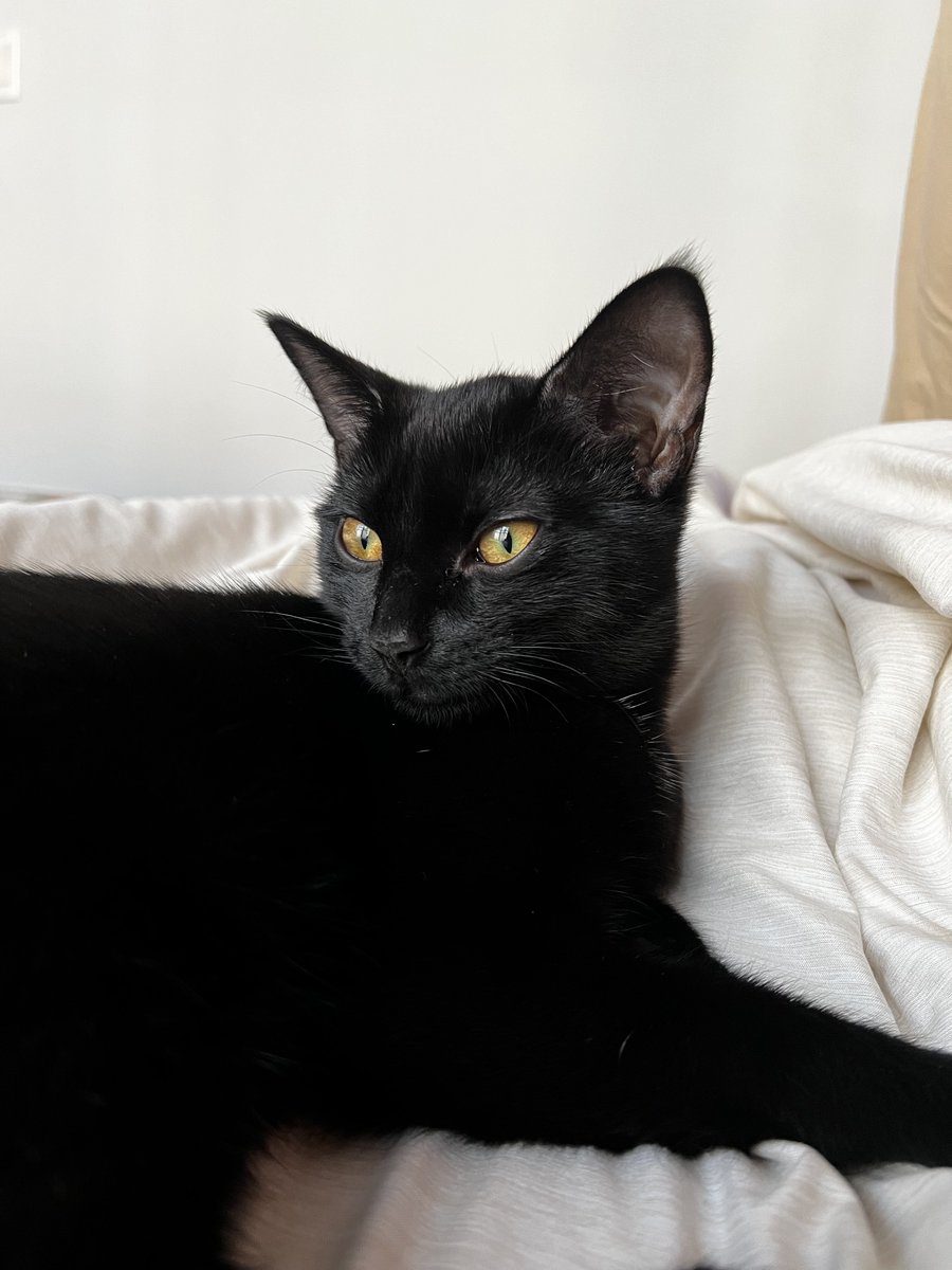 mikefandozzi's tweet image. CHIA #NationalBlackCatDay