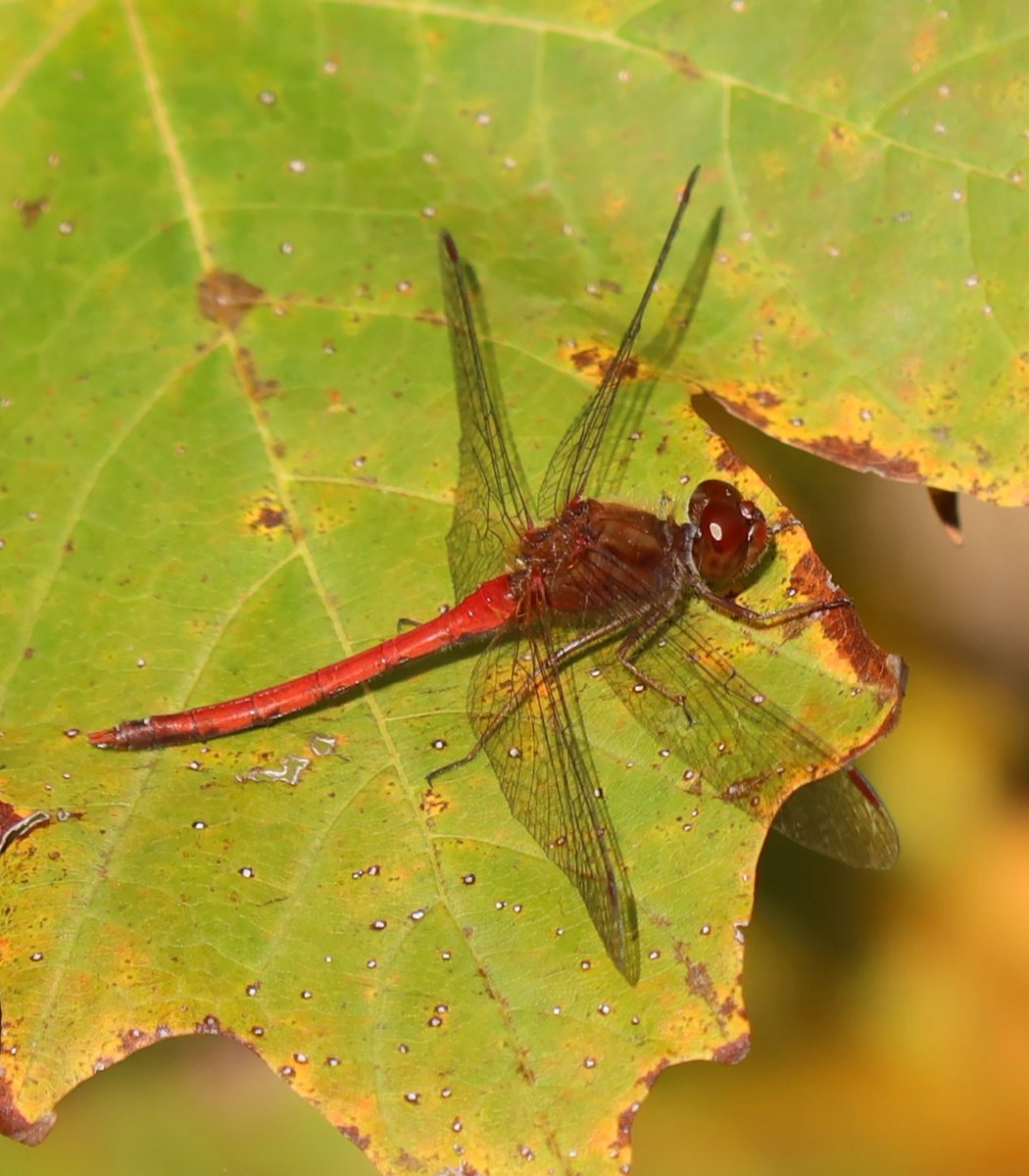 kerryyurewicz's tweet photo. This is usually the last species of #dragonfly I see in the fall - the Autumn Meadowhawk (Sympetrum vicinum). This photo is from earlier in October but they can be seen into November here in NH. #InvertOfTheWeek #Odonata #insect https://t.co/EbqGAb9fq4