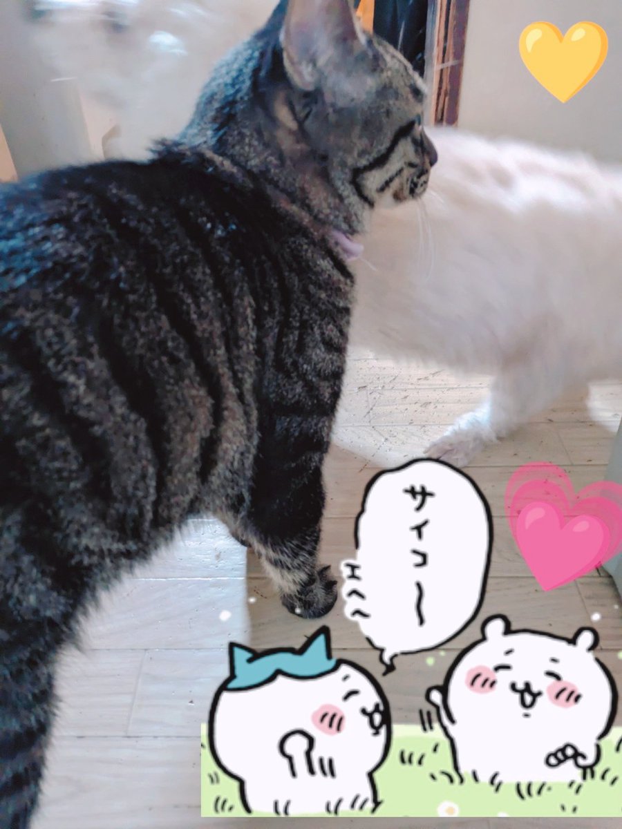 florees01staff's tweet image. 🐈ここちゃんと🐩のあくん
えさ作ってると寄ってくる🍚

#いぬねこ