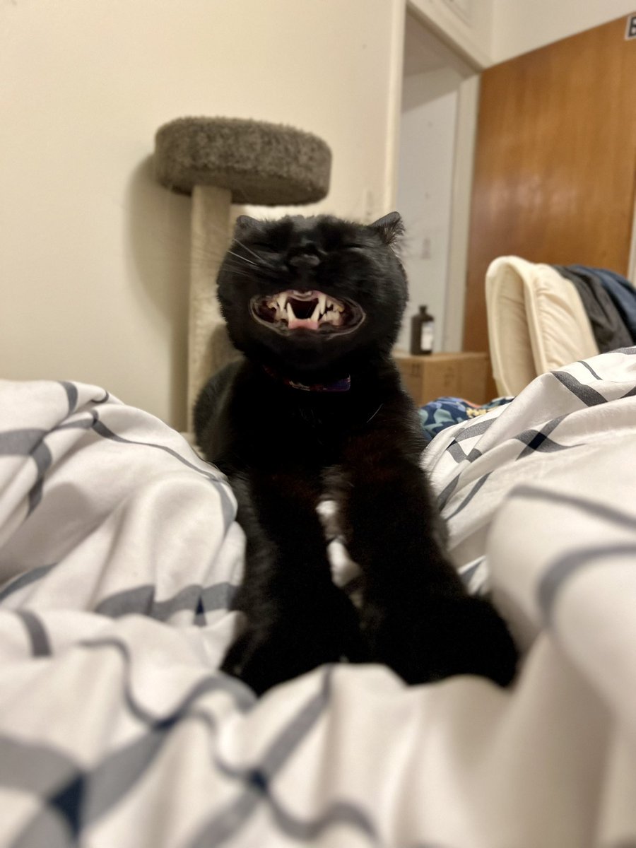 Mickey_Meow_'s tweet photo. Happy #NationalBlackCatDay! 🖤🐾 https://t.co/uRdHv3wnpX