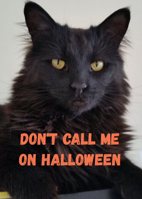 Happy National Black Cat Day! #CatsOnX https://t.co/gBKR1OWhyY<a href="/tag/catsonx"class="tags">#CatsOnX</a>