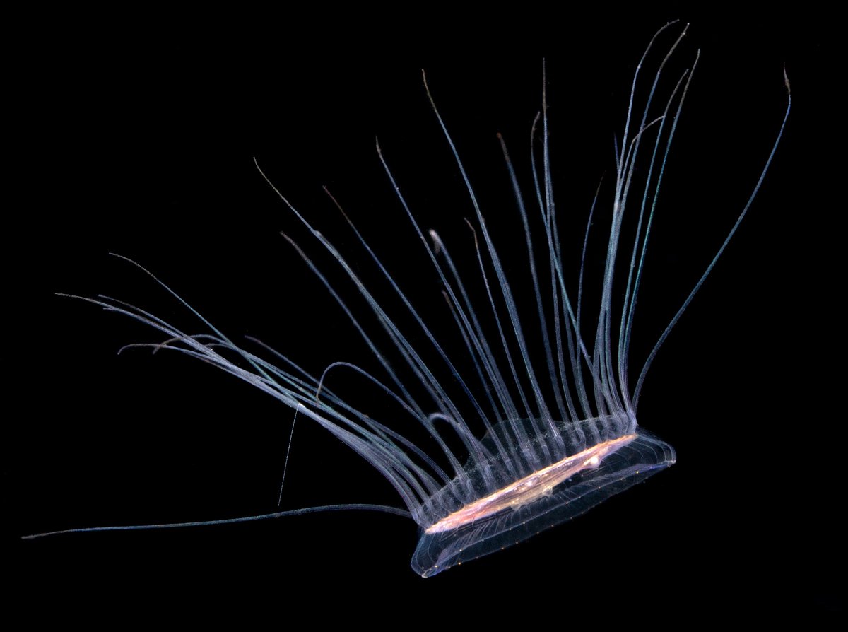 Give my best to the Solmissus! Dinner-plate jelly from earlier this month in Monterey Bay, showing up around 3x lifesize on your screen