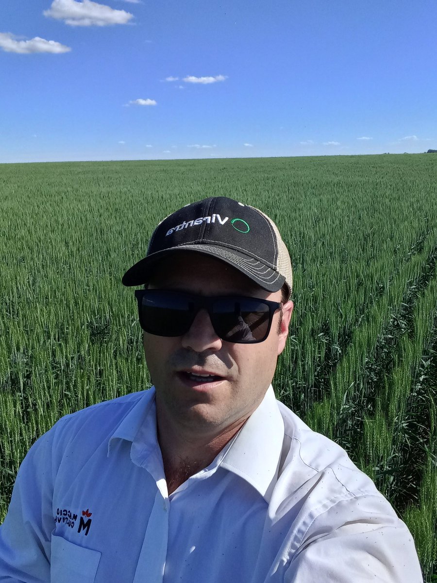 IgnacioGaudin's tweet photo. El mejor trigo ciclo corto del mercado Buck Fulgor , fs 26 / 07 , zona San Juan , Colonia .Actualmente en plena floración.Sanitariamente excelente .Productor Enrique Barbiel .@macciocultivar @BuckSemillas https://t.co/jxZgAocYwV