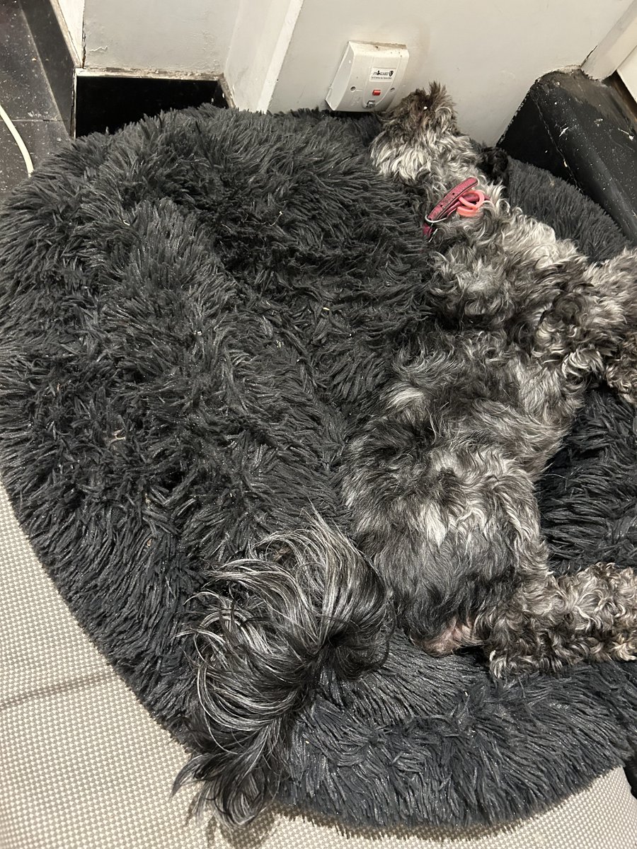 The hound. Literally rolling into the weekend. It's not a bad approach. Have a good one everyone 🐶