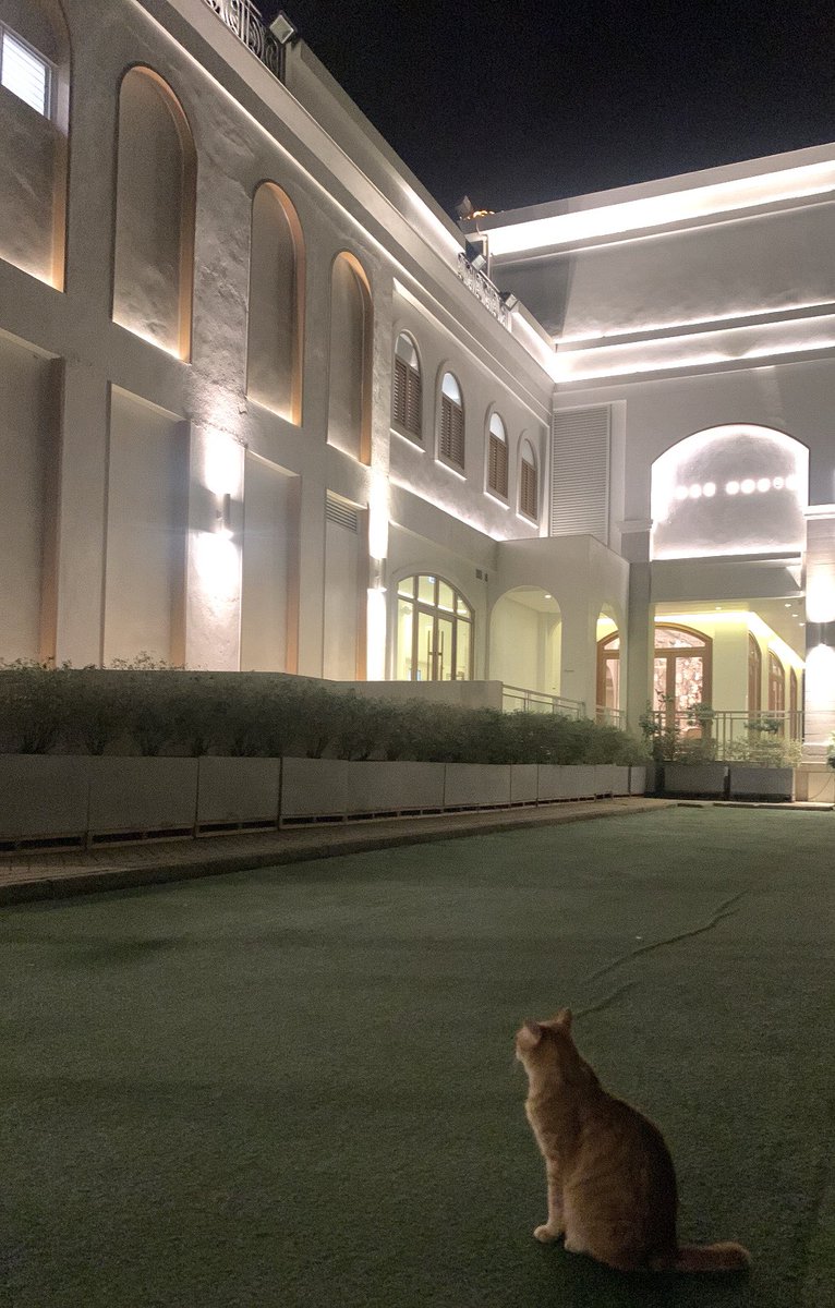 Goldy :› tweet media