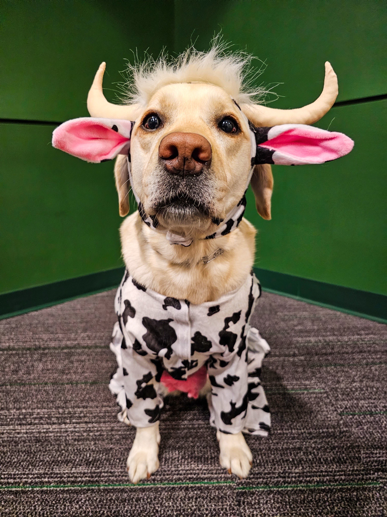 Dog 2024 cow costume