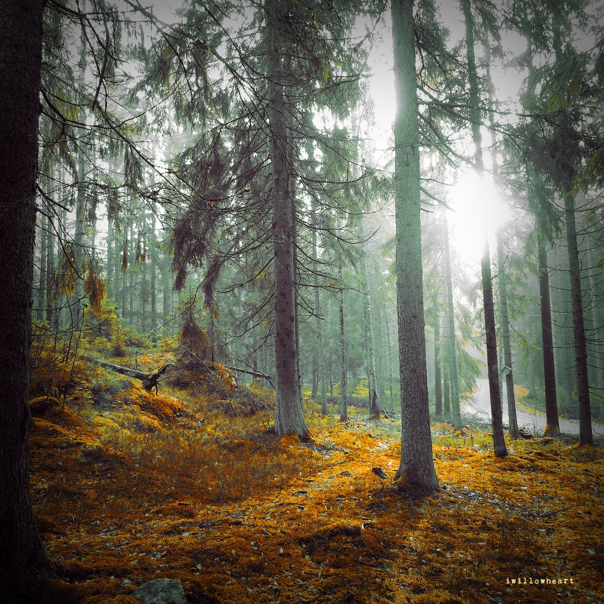 Good morning! Have a wonderful weekend  🌳🍂

In good company

#naturephotography 
#forestphotography 
#autumn 
#trees