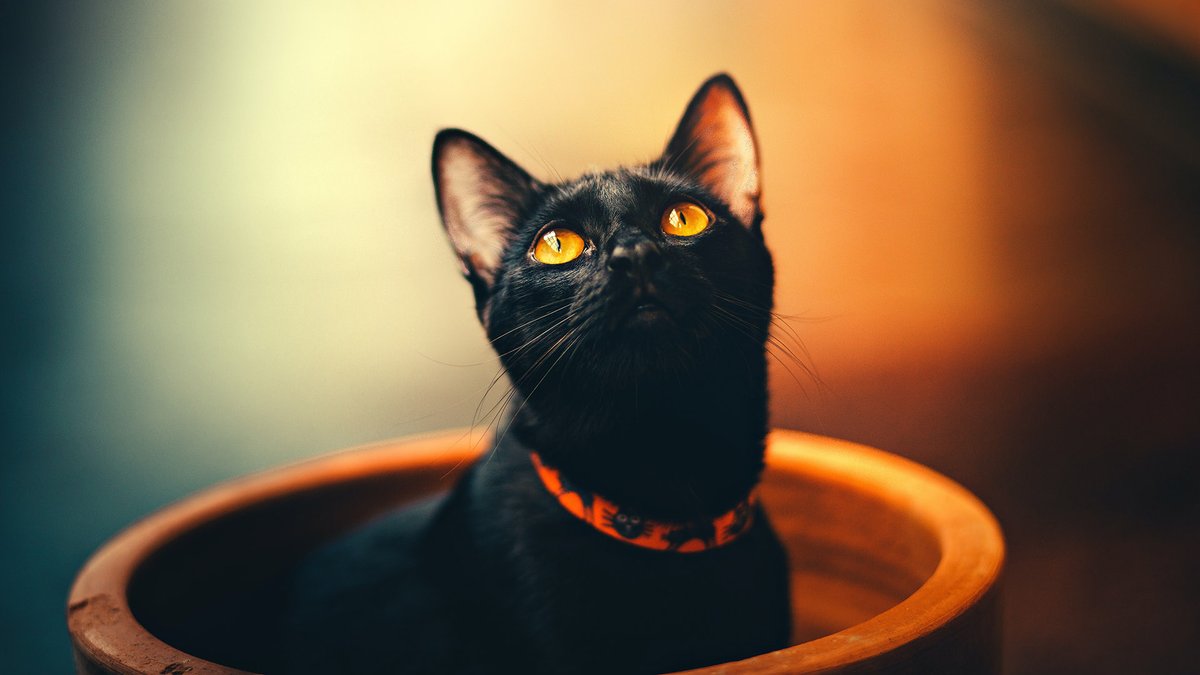 Halloween party planning check: 

🧹Witchy vibes
🎃So many gourds
🐈‍⬛Black cats
🍽️Hearty snacks
🥤Non-alcoholic drinks
🚕Safe rides home

Learn more at our Sip Responsibly page.

abc.virginia.gov/sip-responsibl…