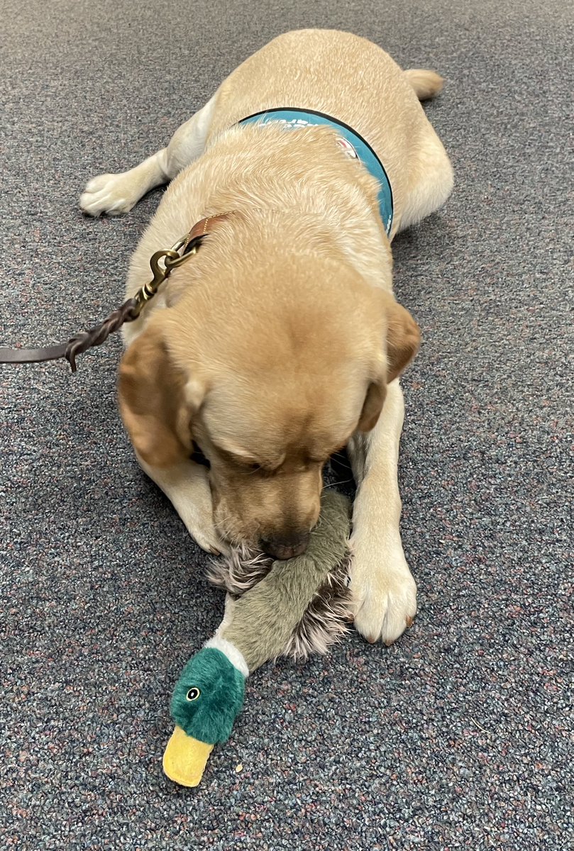 Willow Springs ES (@wsesfox) on Twitter photo Today Murphy visited students in Mrs. Creeks class, Mrs. Stevensonβs class, Ms. Stavrosβs class, and Mr. Campenβs class! After all that hard work, he got an early birthday present. On Monday, Murphy will celebrate his 3rd birthday! ππ₯³π
#WillowPride <a href="/fcpsnews/">Fairfax Schools π</a> <a href="/FCPSR5/">FCPS Region5</a> Today Murphy visited students in Mrs. Creeks class, Mrs. Stevensonβs class, Ms. Stavrosβs class, and Mr. Campenβs class! After all that hard work, he got an early birthday present. On Monday, Murphy will celebrate his 3rd birthday! ππ₯³π
#WillowPride <a href="/fcpsnews/">Fairfax Schools π</a> <a href="/FCPSR5/">FCPS Region5</a>