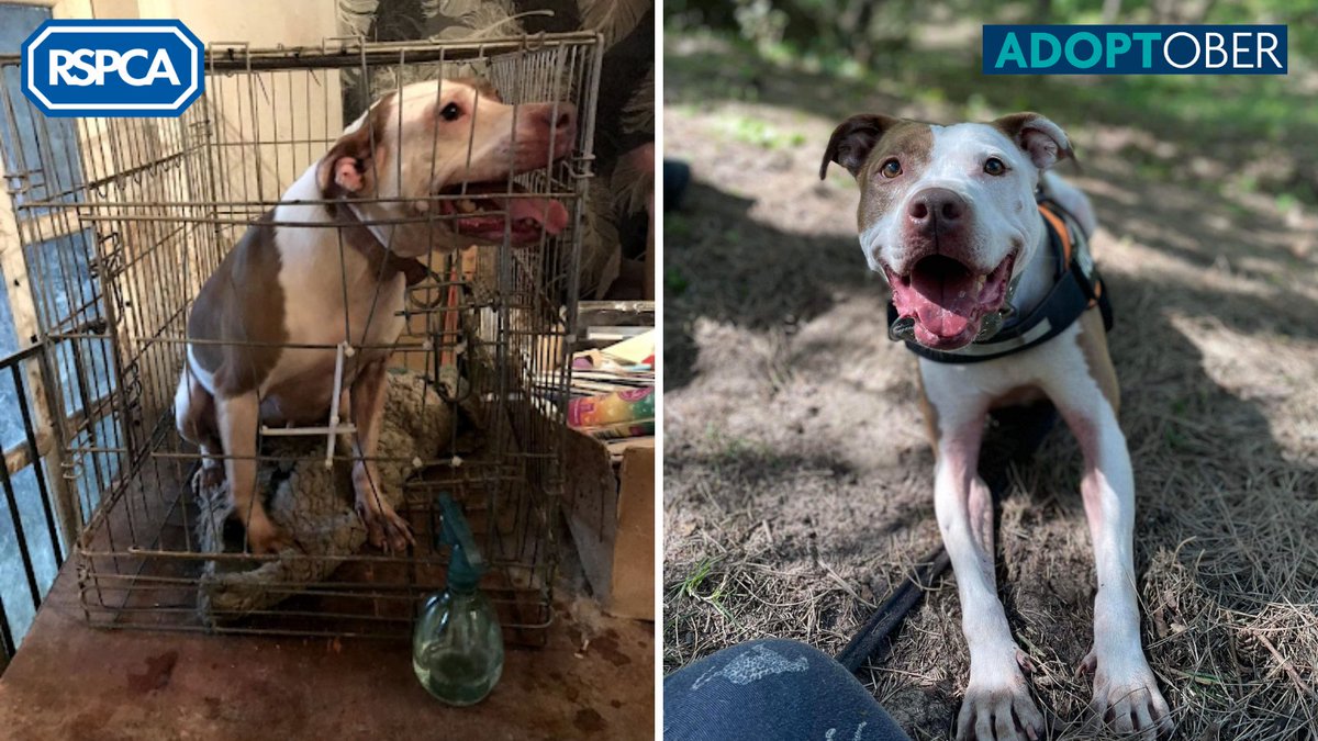 RSPCA (England & Wales) (@rspca_official) on Twitter photo 🐕🐾 Tess came into the care of <a href="/RSPCASouthport/">RSPCA Southport</a> after she was found living in unsuitable conditions 💔
Sadly, Tess hasn’t received a single application and keeps getting overlooked 😢
🏡 Could you give her a second chance this #Adoptober? #FindEachOther: bit.ly/3s7z34E 🐕🐾 Tess came into the care of <a href="/RSPCASouthport/">RSPCA Southport</a> after she was found living in unsuitable conditions 💔
Sadly, Tess hasn’t received a single application and keeps getting overlooked 😢
🏡 Could you give her a second chance this #Adoptober? #FindEachOther: bit.ly/3s7z34E