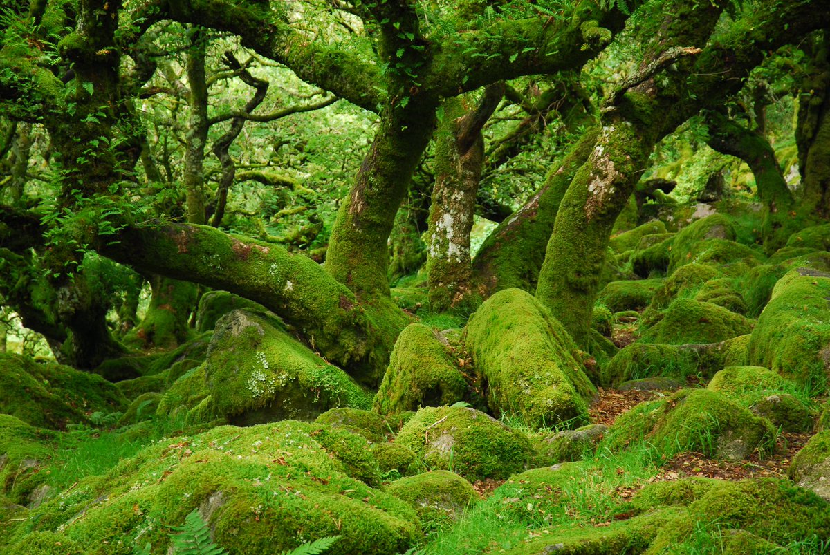 RachelBurch2's tweet photo. Wistman’s wood in 2012 don’t worry haven’t been tramping in there, have sold a print and a card of this recently. #Dartmoor #Devon #moss #landscapephotography #landscape #nature #naturelovers #mosstodon  https://t.co/j9quONk4P5 https://t.co/YIKH16lbw9