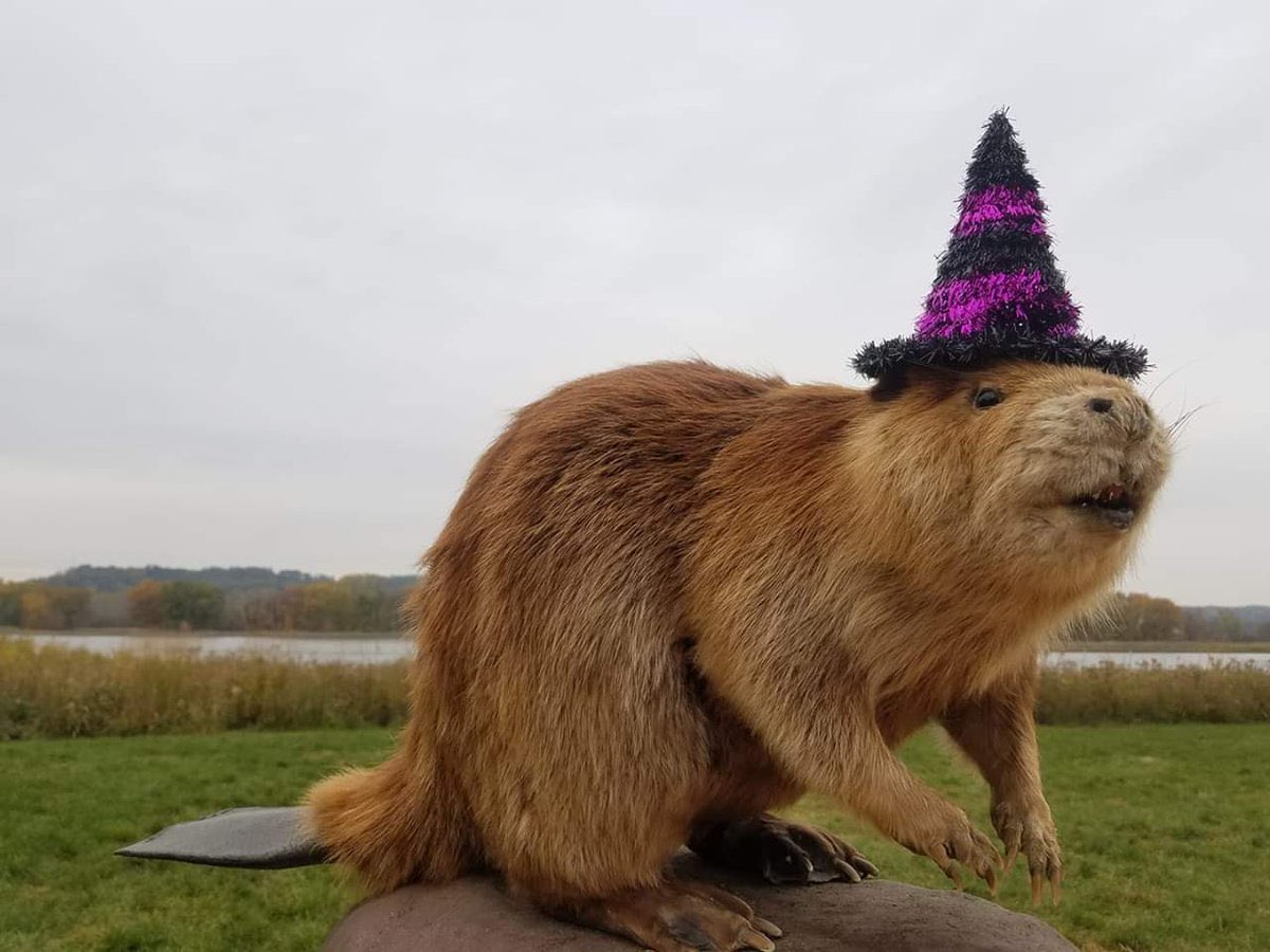 WildBeaver's tweet photo. Beavers make great witches 🦫 🧙‍♀️ #SpookySeason #Halloween #NashVegas #FridayVibes https://t.co/B84Kbfsb7i
