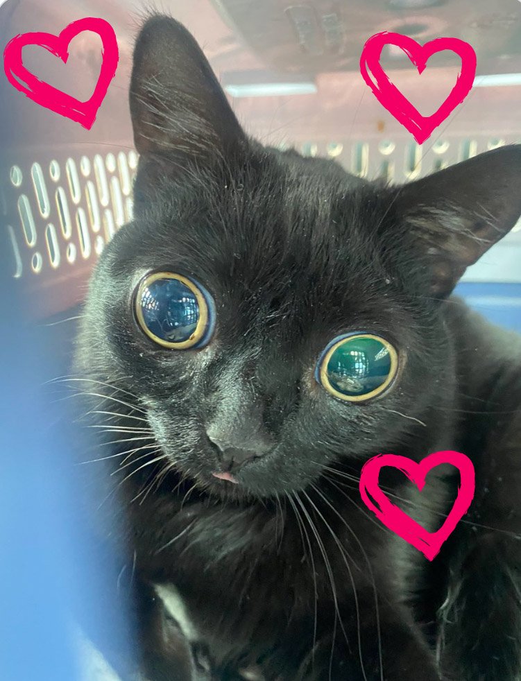 Apathy Gremlin tweet media