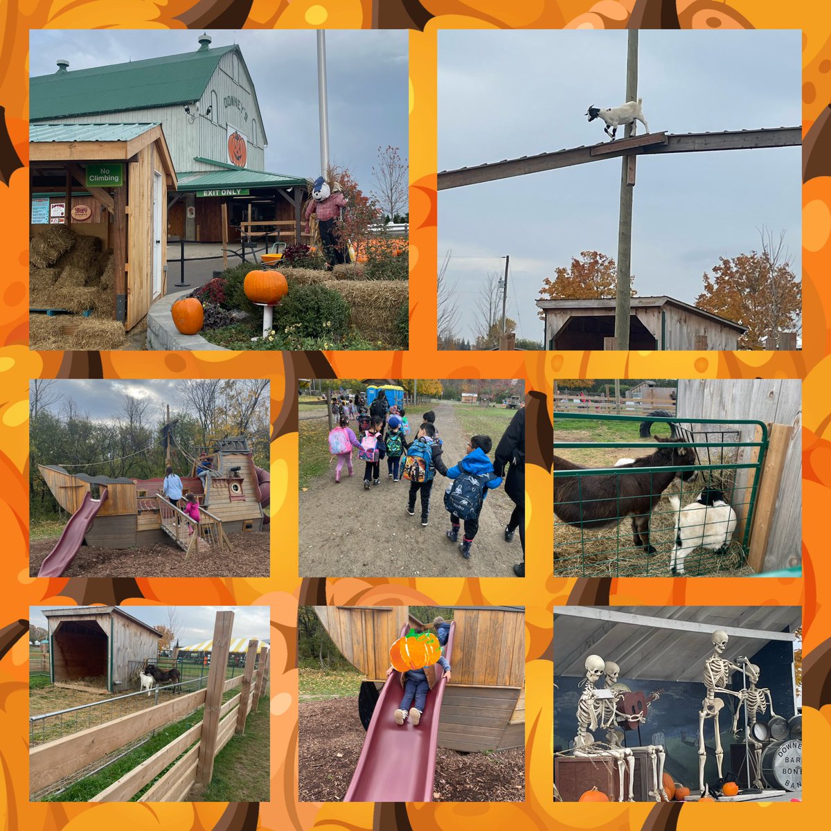 StClareDP's tweet image. 🧡🎃The Kindergarten to Grade 3 students had a great visit to Downey’s Farm today.  We saw animals, played, jumped, went on a tractor ride and learned about pumpkins. Thank you to our wonderful parent volunteers. #WeAreCalledToLove #funinlearning #pumpkinpatch 🚜🎃@DPCDSBSchools