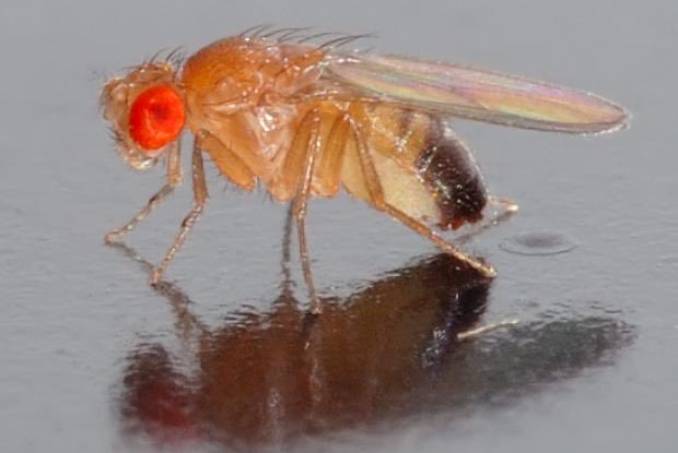 DPolizzano's tweet photo. @TheHoov87 The Old Fruit Fly https://t.co/vJauFNznIA
