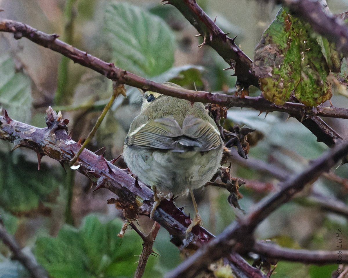 Two-barred Warbler at the Lighthouse Grassland @flamboroughbird this afternoon. Unfortunately, it was only identified once photographs were processed this evening. @RareBirdAlertUK @BirdGuides.