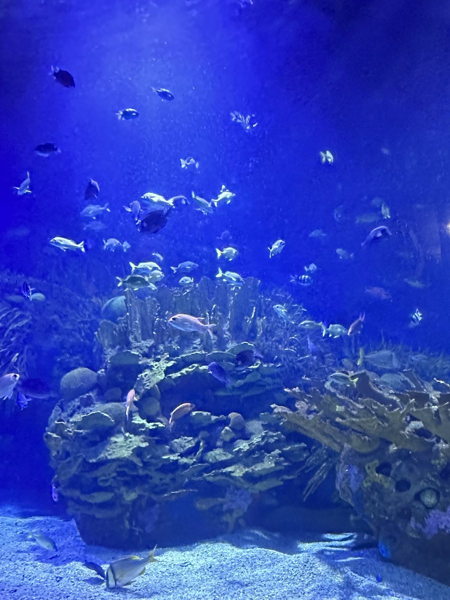 handcraftedtrav's tweet photo. Valencia’s City of Arts and Sciences presents a stark contrast to the historic core, with museums and performance venues in stunning modern buildings. My favorite is the Aquarium, Europe’s largest. 

#handcraftedtravel #creatinglifelongmemories #valenciaspain #valencia #aquarium https://t.co/xMEdVRnnrj
