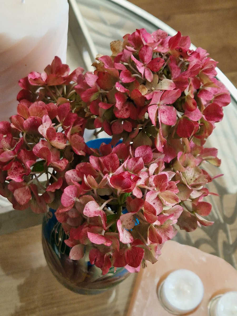 #GardenersWorld
#Hydrangea
 #cutflowers 
#FlowersOnFridays
#Fromthegarden