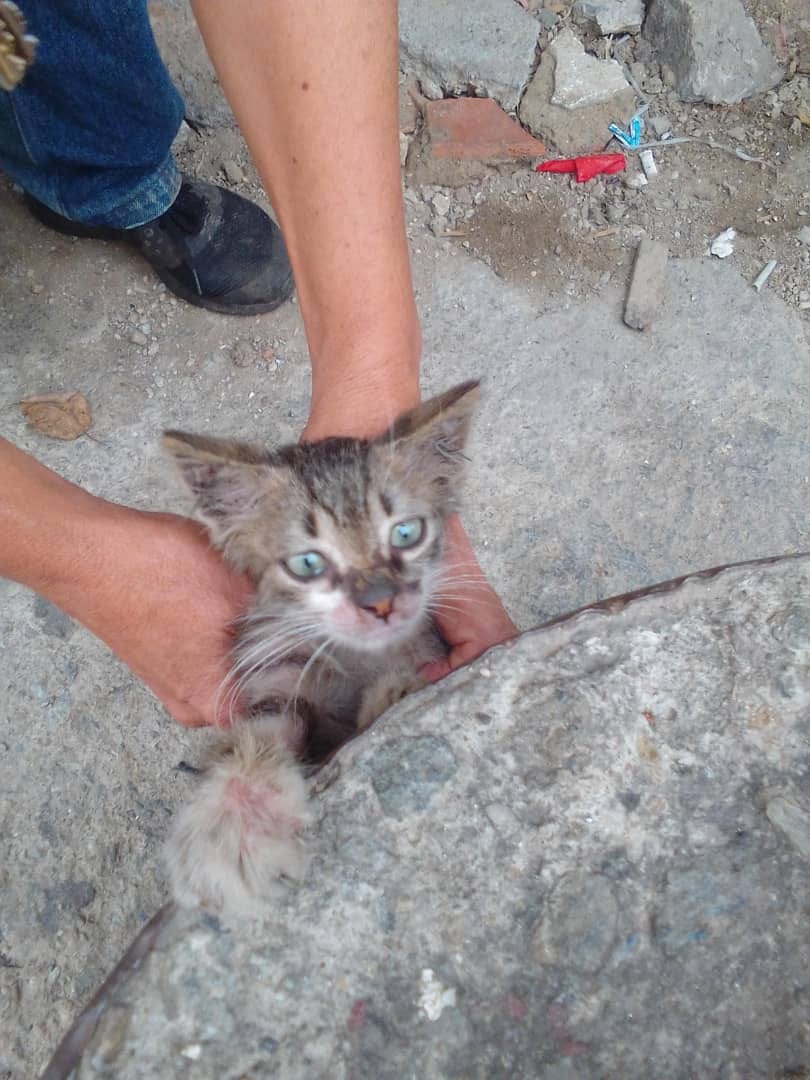 PerroUsuario's tweet image. Este pequeñito vive en un estacionamiento muy transitado en el 23 de enero, Caracas. Un perro lo atacó y logró escaparse, corre mucho peligro o lo atropella un carro o lo mata un perro, URGE resguardo. Por favor ayudemos a difundir 0416-2833271 solo WhatsApp