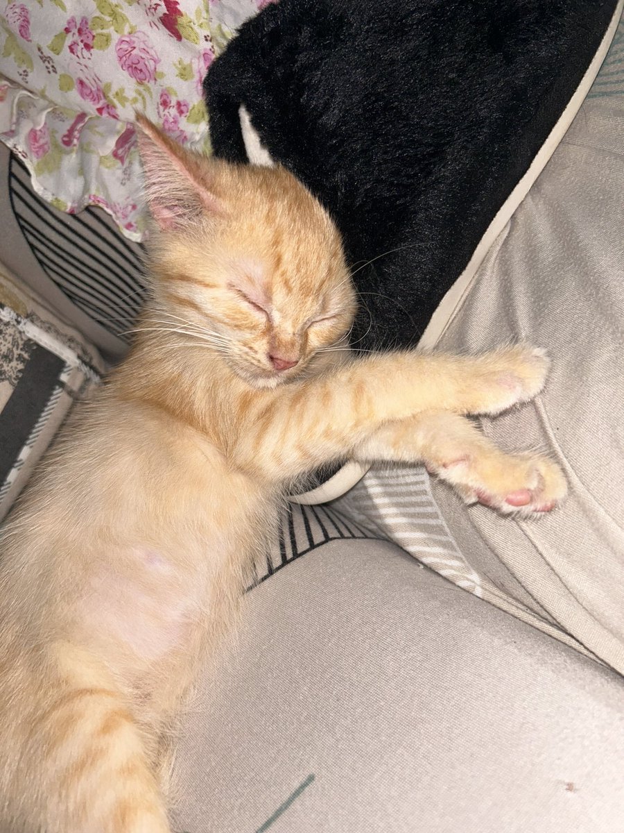 youpeed_'s tweet photo. @rexiebby Mango https://t.co/Dn4njIm1Aq