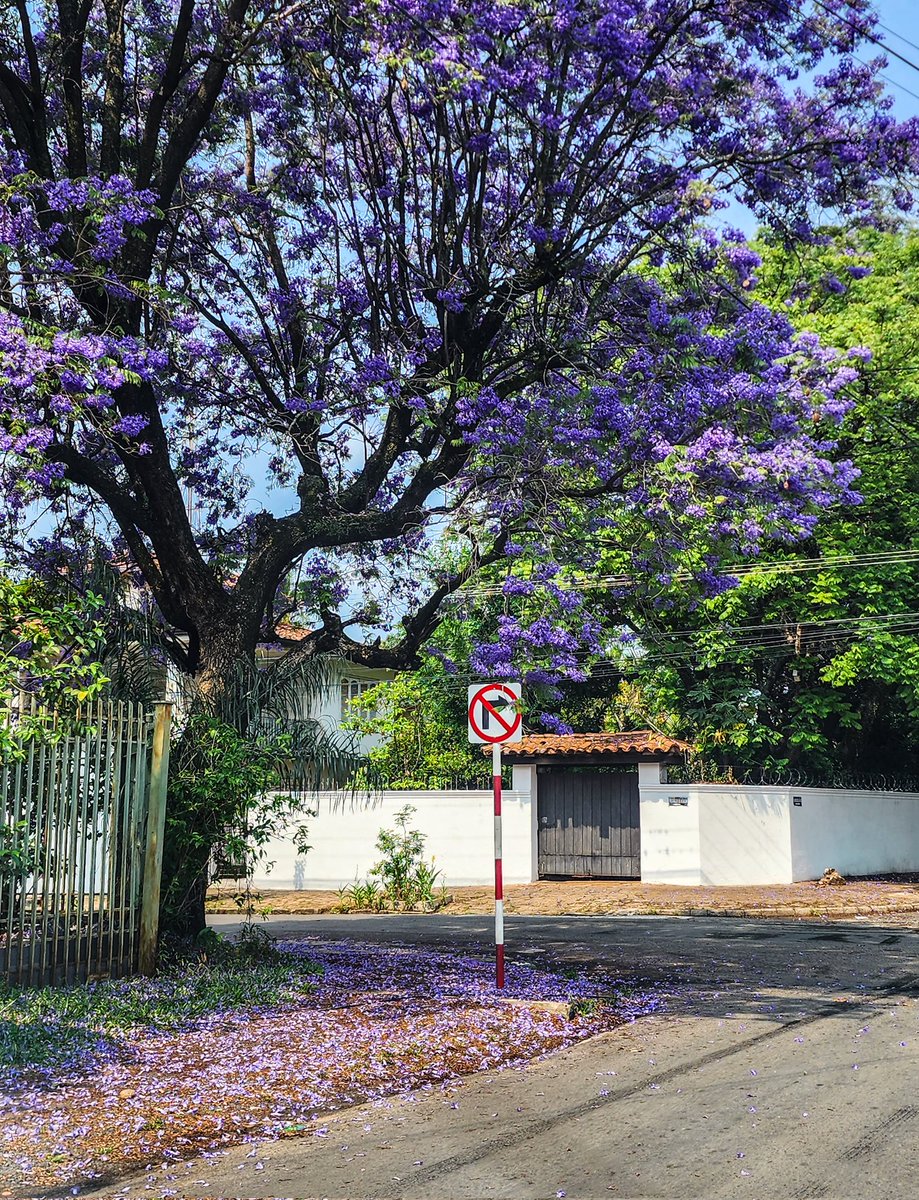 KyguaVera's tweet photo. Jacarandá haciendo su parte en Asunción. https://t.co/QOHP0vojjw