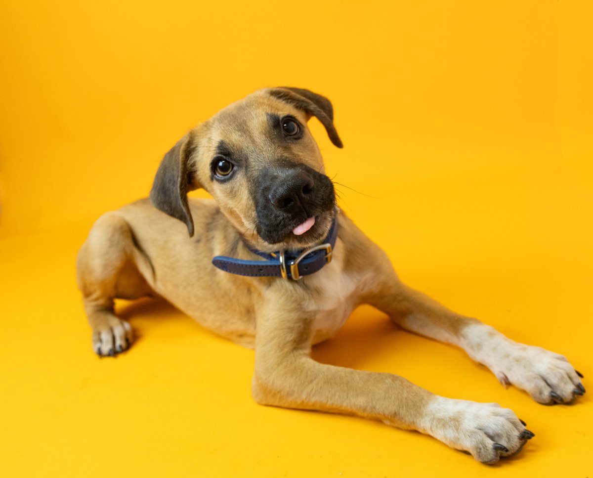 Scooby (animal ID: 27245) is an approximately 5 month old shepherd mix 🐶 that lived with with a foster family and has shown to be a lovable pup ❤️ that is perfect for any home that can keep up with his energy levels. ADOPTION INFO: bit.ly/3g7Z75B