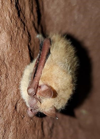 MichiganDNR's tweet photo. Today’s #IdentiFriday species was the tricolored bat, one of 9 bat species that reside in Michigan.
#BatWeek is the perfect time to read up on our “sky puppies” and the threats they face.
Learn more at https://t.co/VA7pymm2Mg https://t.co/NNuQTTukg9