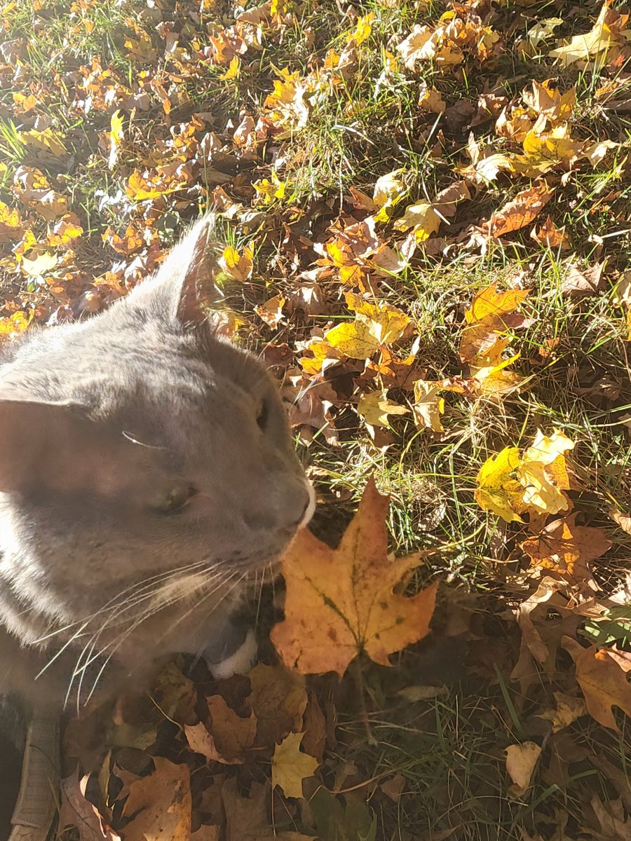 DinOblivion's tweet photo. young man

there r leaves all around 

i said young man 

eat a leaf off the ground

i said young man

won’t they make a cool sound

when you stuff! them! in! your! leaf hole

it’s fun to chew on the

Leaves On The Ground! https://t.co/CQnhhP6Dp7