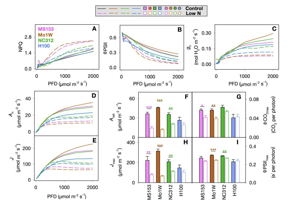 SchnableLab's tweet photo. Genetically controlled differences between how photosynthesis changes in different corn plants stressed by a lack of nitrogen. New preprint from @SahaySeema47 @grzybowski @MarcinGrzy &amp; @Glowacka_Lab. https://t.co/FHJuPIIs8d https://t.co/AA2H0OseGT
