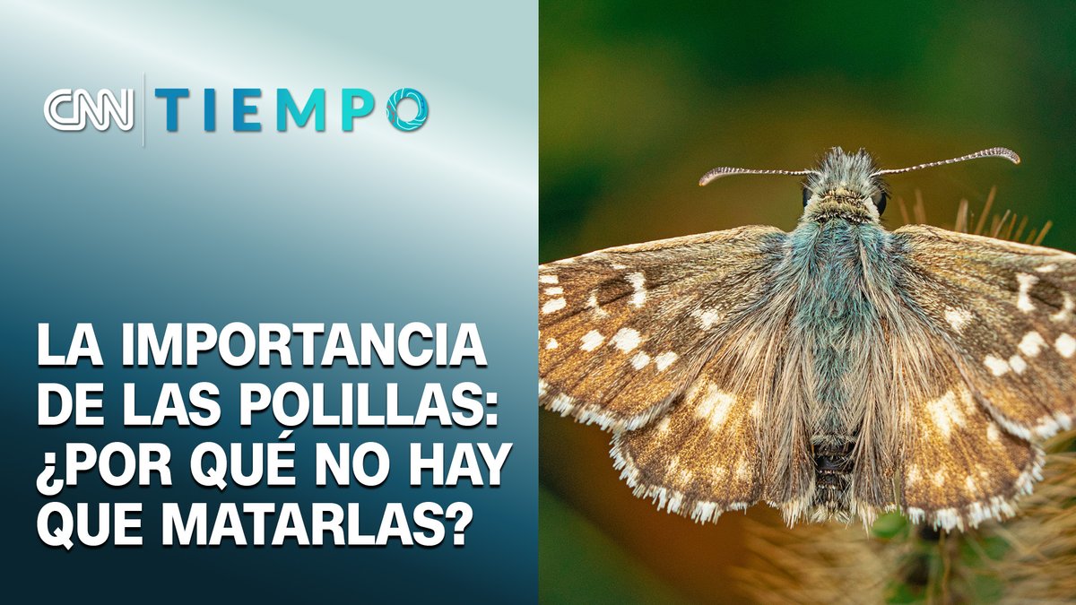 CNNChile's tweet photo. #CNNTiempo | El rol de las polillas en el medio ambiente: ¿Por qué es importante evitar matarlas?

Revisa la entrevista completa aquí 👉https://t.co/z5TaV7lFUy https://t.co/Jw3EcXgA2q