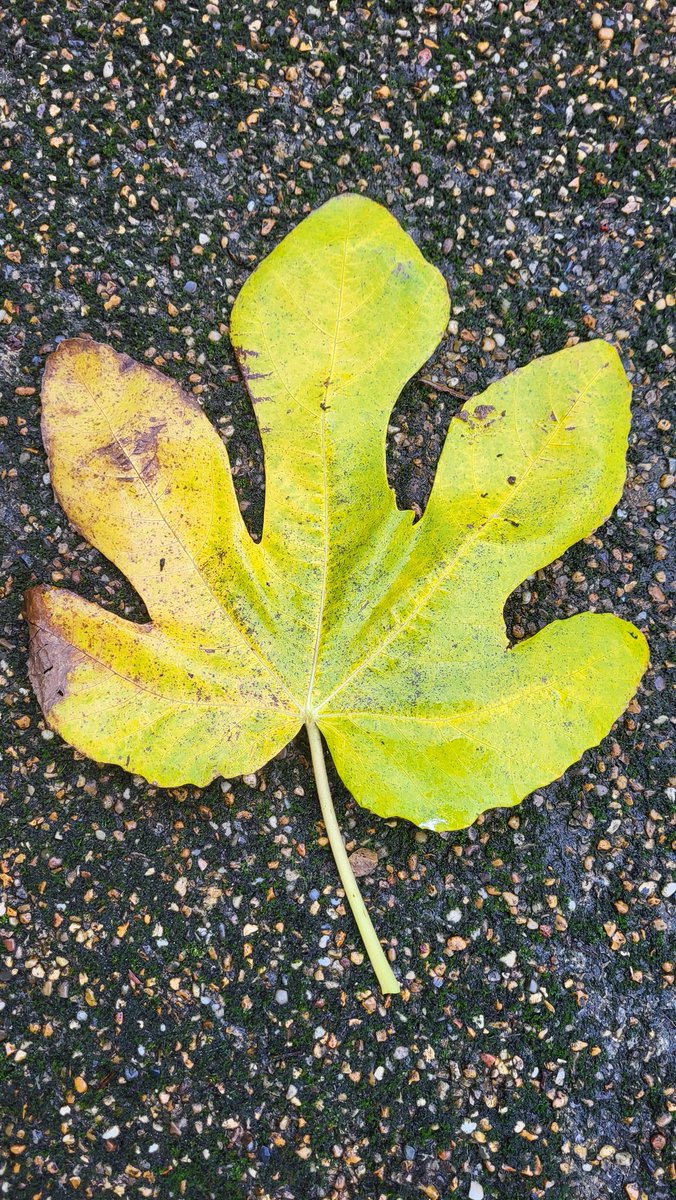 SarahBeddow1's tweet photo. Colourful Autumn #Sheffield #Botanicalgardens @FOBSheffield #Autumn @theoutdoorcity https://t.co/aueM7dSnvi