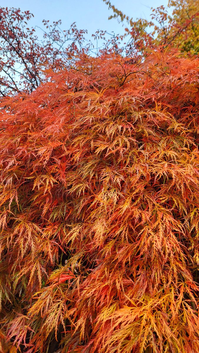 SarahBeddow1's tweet photo. Colourful Autumn #Sheffield #Botanicalgardens @FOBSheffield #Autumn @theoutdoorcity https://t.co/aueM7dSnvi