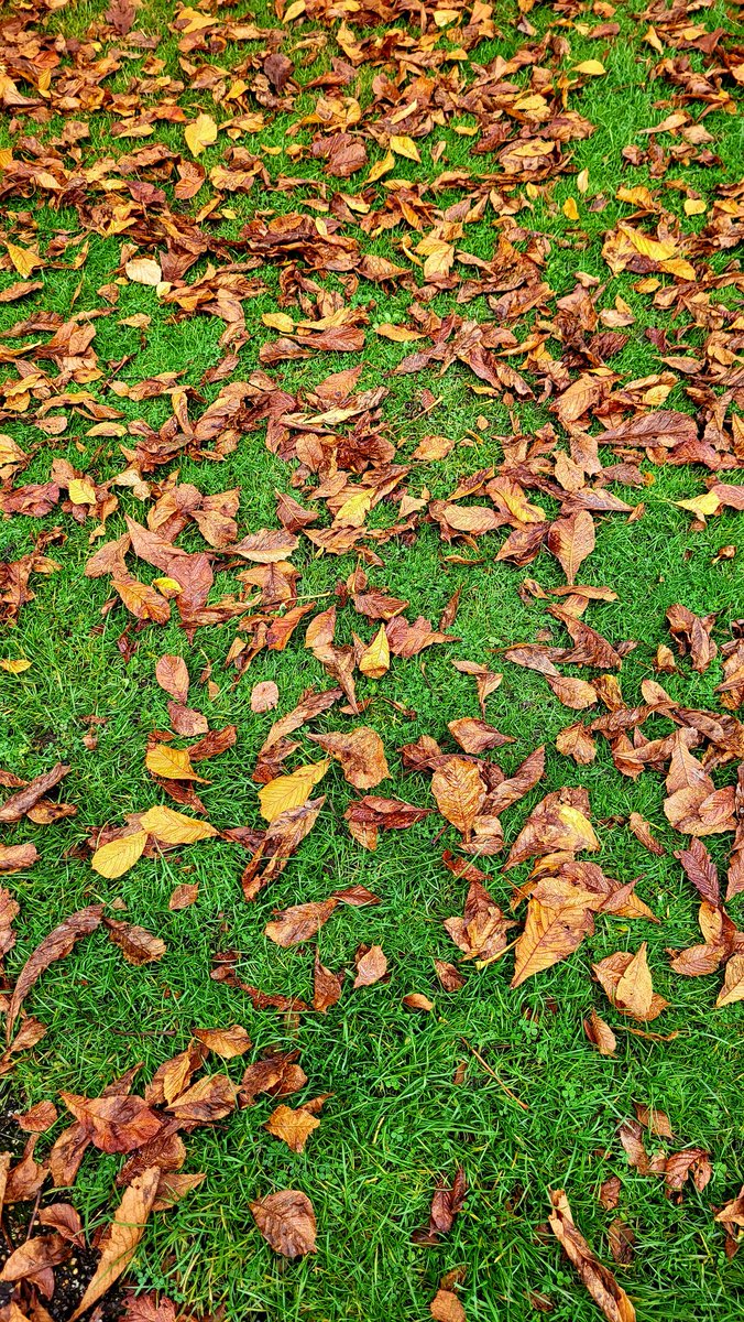 SarahBeddow1's tweet photo. Colourful Autumn #Sheffield #Botanicalgardens @FOBSheffield #Autumn @theoutdoorcity https://t.co/aueM7dSnvi