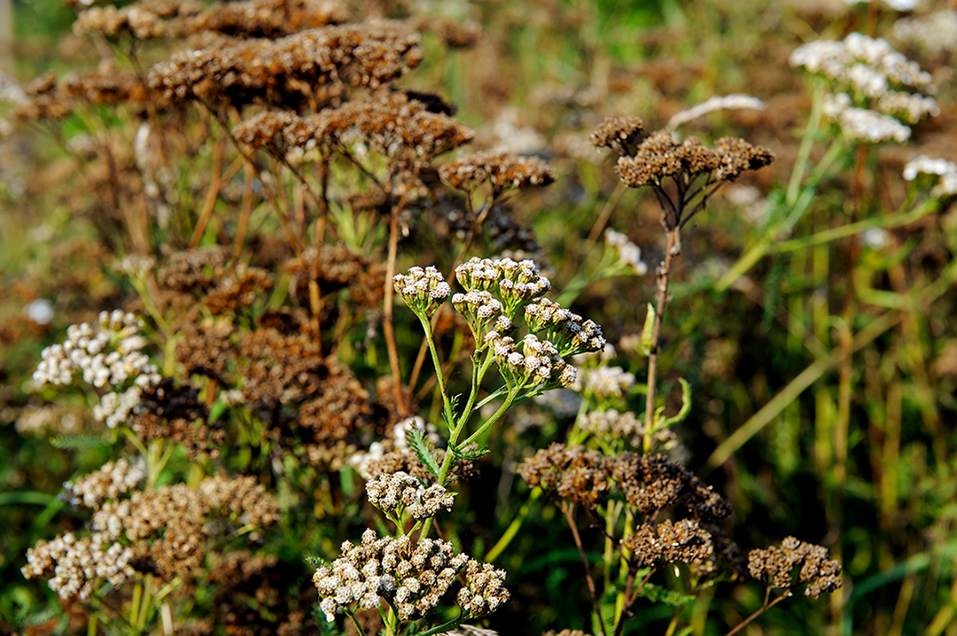 bronwenhyde's tweet photo. old man's mustard
i posted this early access for my #patreon patrons a couple of days ago: https://t.co/YT3AshyhVX
#yarrow #commonyarrow #flowers #plants #meadow #nature #pondwicksmeadow #amersham #oldamersham #buckinghamshire #england #minutiae #afloraltribute #floralfriday https://t.co/FcPao6vgb9